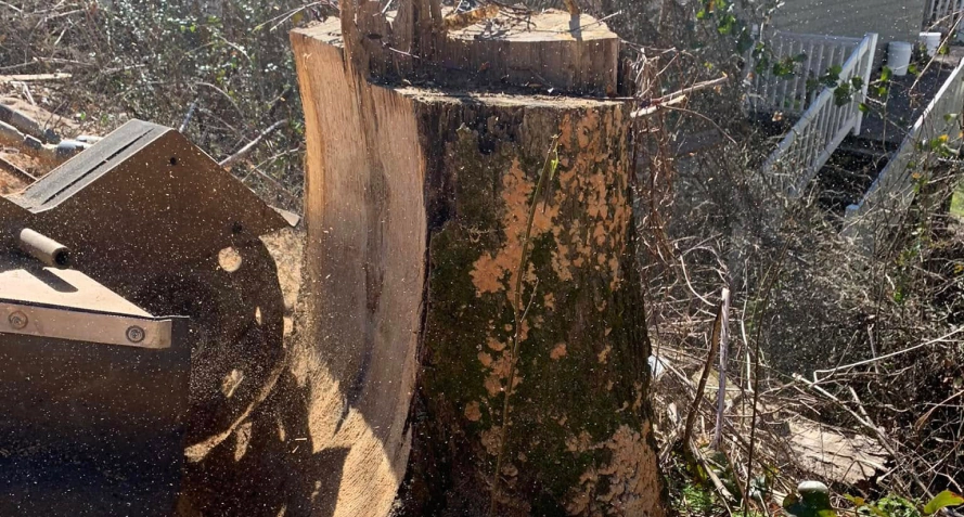 close up shot residential stump grinding