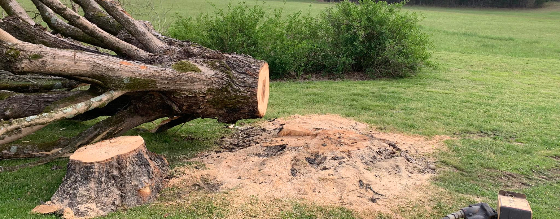 stump removal service